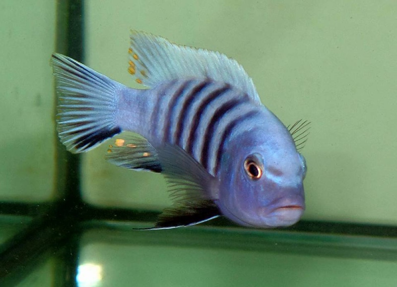 Maylandia pulpican 'Maingano Island'